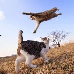 娱乐吃瓜猫捉鸟百度云,猫捉鸟奇遇记，百度云独家放送