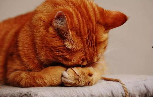 娱乐吃瓜猫捉鸟百度云,猫捉鸟奇遇记，百度云独家放送