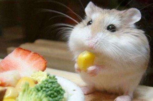 穷人养鼠大法娱乐吃瓜,趣味养鼠，吃瓜乐趣无限