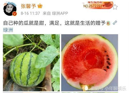 今年娱乐的吃瓜事件,热点事件盘点与幕后真相揭秘”