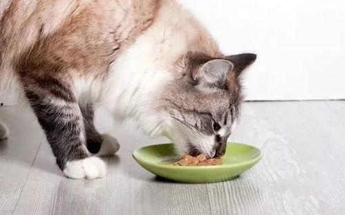 娱乐吃瓜猫咪视频大全,萌宠视频狂欢盛宴